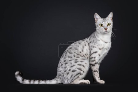 Photo for Amazing silver spotted Savannah F5 cat, sitting side ways. Looking to camera. Isolated on a black background. - Royalty Free Image