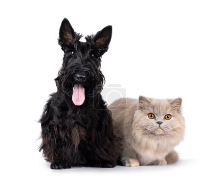 Téléchargez les photos : Scottish Terrier et British Longhair chat et chien assis et couchés l'un à côté de l'autre. En regardant vers la caméra. Isolé sur fond blanc. - en image libre de droit