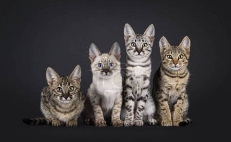 Téléchargez les photos : Quatre chatons chat Savannah F6 assis à côté de chacun sur une rangée parfaite. Ils regardent tous vers la caméra. Isolé sur un fond noir. - en image libre de droit