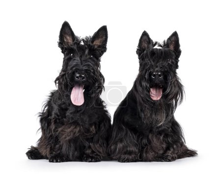 Téléchargez les photos : Deux chiens Scottish Terrier, assis l'un à côté de l'autre face à l'avant. En regardant vers la caméra. Isolé sur fond blanc. - en image libre de droit
