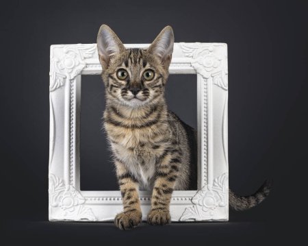 Photo for Cute spotted F6 Savannah cat kitten, standing through white image frane. Looking towards camera with greenish eyes. Isolated on a black background. - Royalty Free Image