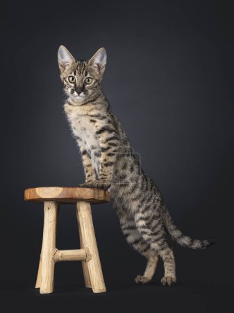 Photo for Cute spotted F6 Savannah cat kitten, standing side ways with front paws on little stool. Looking towards camera with greenish eyes. Isolated on a black background. - Royalty Free Image