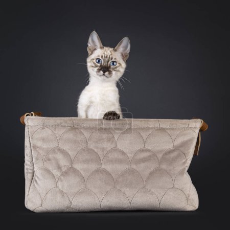 Téléchargez les photos : Mink F6 chaton Savannah chat, assis dans un panier en velours. Regardant au-dessus du bord vers la caméra aux yeux bleus. Isolé sur un fond noir. - en image libre de droit