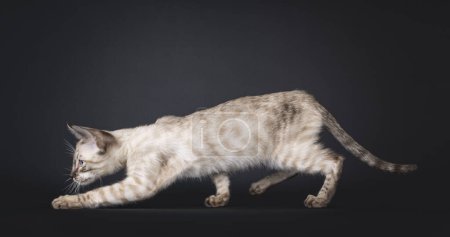 Téléchargez les photos : Mink F6 Savannah chat chaton, promenades latérales. Regarder loin de la caméra avec les yeux bleus. Isolé sur un fond noir. - en image libre de droit