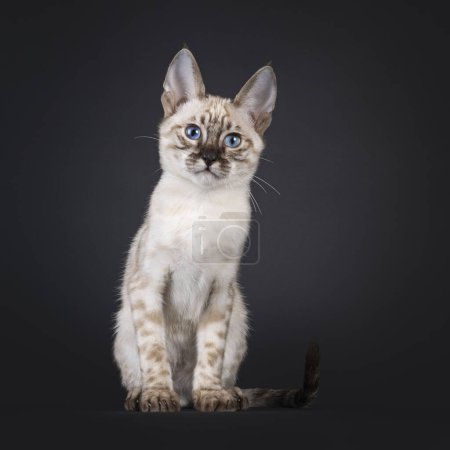 Téléchargez les photos : Mink F6 chaton Savannah chat, assis face à l'avant. Regardant vers la caméra aux yeux bleus. Isolé sur un fond noir. - en image libre de droit
