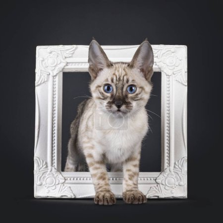 Téléchargez les photos : Mink F6 Savannah chat chaton, debout à travers le cadre photo blanc. Regardant droit vers la caméra avec les yeux bleus. Isolé sur un fond noir. - en image libre de droit