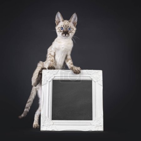 Téléchargez les photos : Mink F6 Savannah chat chaton, grimpant sur blanc avec tableau noir rempli cadre photo. Regardant droit vers la caméra avec les yeux bleus. Isolé sur un fond noir. - en image libre de droit