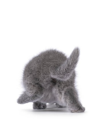 Téléchargez les photos : 6 weeks old British Shorthair cat kitten, walking away showing butt. Isolated on white. - en image libre de droit