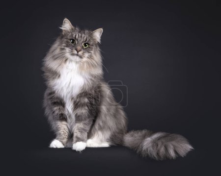 Majestic blue with white Norwegian Forestcat, sitting up side ways on edge. Looking towards camera. Isolated on a black background.