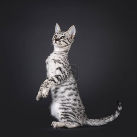 Photo for Silver F6 Savannah cat kitten, sitting on hind paws side ways. Looking up and away from camera. Isolated on a black background. - Royalty Free Image