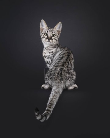 Photo for Silver F6 Savannah cat kitten, sitting up backwards on edge. Looking over shoulder towards camera. Isolated on a black background. - Royalty Free Image