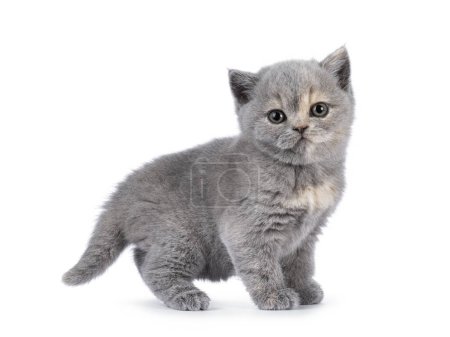 Téléchargez les photos : Chaton chat à poil court britannique mignon de 6 semaines, debout sur les côtés. Je regarde droit devant moi. Isolé sur blanc. - en image libre de droit