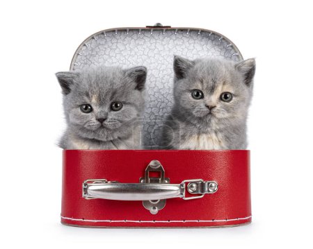 Téléchargez les photos : Mignon chatons britanniques à poil court de 6 semaines, assis dans une valise rouge. Je regarde droit devant moi. Isolé sur blanc. - en image libre de droit