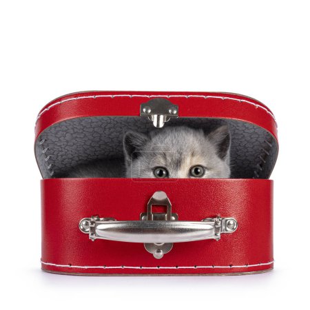 Téléchargez les photos : Mignon chat britannique à poil court de 6 semaines, caché dans une valise rouge. Je regarde droit devant moi. Isolé sur blanc. - en image libre de droit
