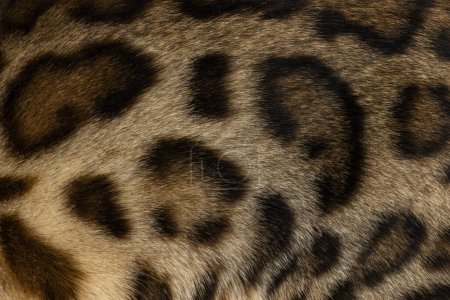 Photo for Full frame macro detailed  image of brown with black spotted domestic Bengal cat fur. - Royalty Free Image
