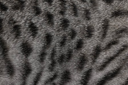 Photo for Full frame macro detailed  image of dark silver with black spotted domestic Savannah cat fur. - Royalty Free Image