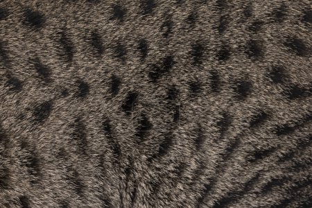 Photo for Full frame macro detailed  image of brown with black spotted domestic Savannah cat fur. - Royalty Free Image