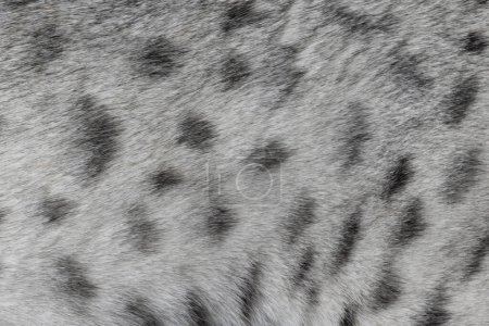 Photo for Full frame macro detailed  image of light silver with black spotted domestic Savannah cat fur. - Royalty Free Image