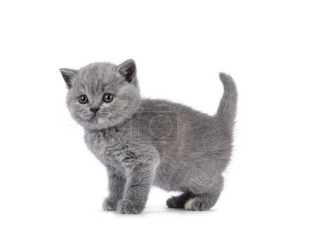 Téléchargez les photos : Mignonne tortie bleue chaton British Shorthair chat, debout sur les côtés. Fée de queue vers le haut et regardant loin de la caméra. Isolé sur fond blanc. - en image libre de droit