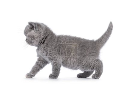 Téléchargez les photos : Mignonne tortie bleue chaton British Shorthair chat, promenades latérales. Fée de queue vers le haut et regardant loin de la caméra. Isolé sur fond blanc. - en image libre de droit