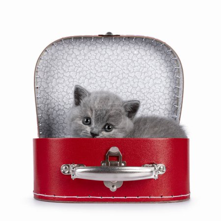 Téléchargez les photos : Mignonne tortie bleue chaton British Shorthair chat, Couché dans une petite valise rouge. Je regarde droit devant moi. Isolé sur fond blanc. - en image libre de droit