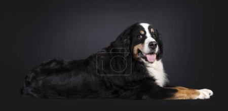 Photo for Beautiful senior Berner Sennen dog, laying down side ways. Looking straight into camera. Isolated on a black background. - Royalty Free Image