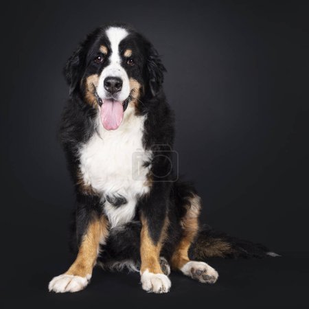 Photo for Beautiful senior Berner Sennen dog, sitting up. Looking straight into camera. Isolated on a black background. - Royalty Free Image