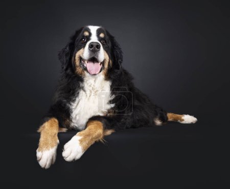 Photo for Beautiful senior Berner Sennen dog, laying on an edge. Looking up and above camera. Isolated on a black background. - Royalty Free Image