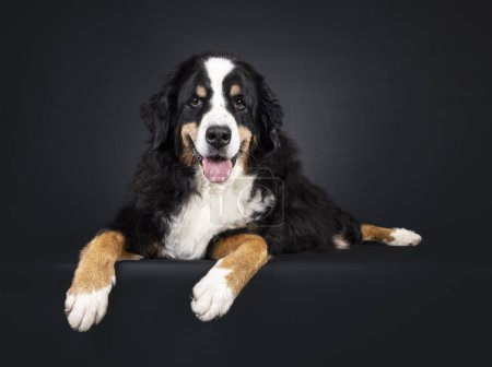 Photo for Beautiful senior Berner Sennen dog, laying on an edge. Looking straight into camera. Isolated on a black background. - Royalty Free Image