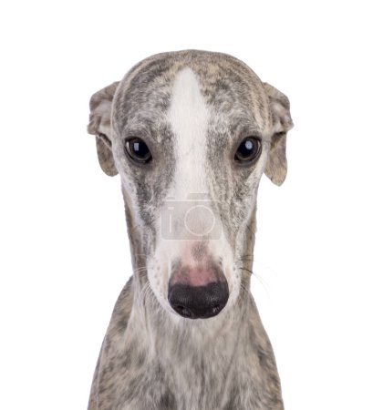 Head shot of young Whippet dog, standing facing front. Lookingstraight to camera. Isolated on a white background.