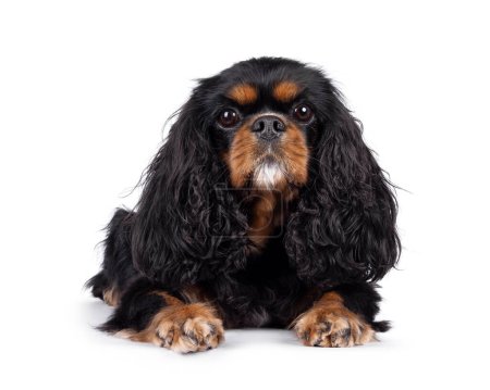 Photo for Pretty Cavalier King Charles Spaniel dog, laying down facing front. Looking  towards camera. Isolated on a white background. - Royalty Free Image