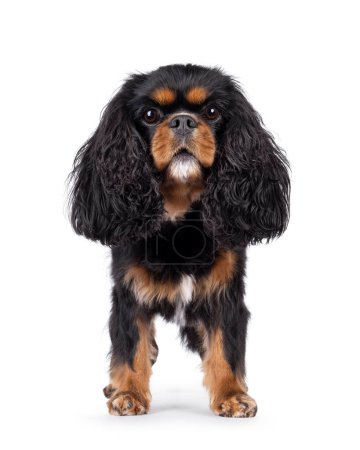 Photo for Pretty Cavalier King Charles Spaniel dog, standing side ways. Looking proud towards camera. Isolated on a white background. - Royalty Free Image