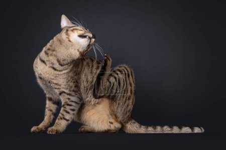 Elegante Savannah-Katze, seitlich sitzend. Kratzgesicht mit Hinterpfote. Isoliertes Porträt auf schwarzem Hintergrund.