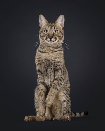 Cool Savannah cat, sitting on hind paws like meerkat. Looking very surprised towards camera. Isolated portrait on black background.