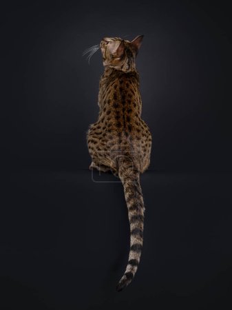 Elegant Savannah cat, sitting up backwards on edge with tail hanging down. Looking up and away from camera. Isolated portrait on black background.