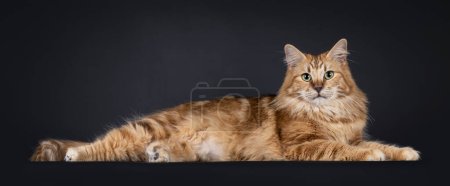 Gorgeous black amber Norwegian Forestcat cat, laying side ways like a lion. Looking straight towards camera with green eyes. Isolated on a black background.
