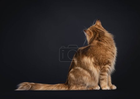 Gorgeous black amber Norwegian Forestcat cat, sitting up side ways. Looking backwards away from camera showing back of head. Isolated on a black background.