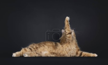 Gorgeous black amber Norwegian Forestcat cat, laying down side ways. Looking and reaching up with paw. No visible face. Isolated on a black background.
