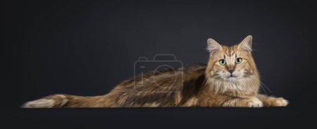 Gorgeous black amber Norwegian Forestcat cat, laying down side ways. Showing dorsal stripe in fur.  Looking straight towards camera with green eyes. Isolated on a black background.