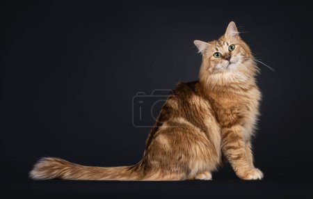 Gorgeous black amber Norwegian Forestcat cat, sitting up side ways. Looking straight towards camera with green eyes. Isolated on a black background.