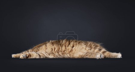 Gorgeous black amber Norwegian Forestcat cat, laying down side ways showing belly. No face of tail visible. Isolated on a black background.