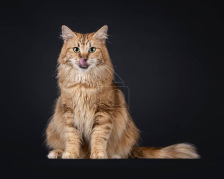 Gorgeous black amber Norwegian Forestcat cat, sitting up side ways. Looking straight towards camera with green eyes while licking nose with pink tongue. Isolated on a black background.