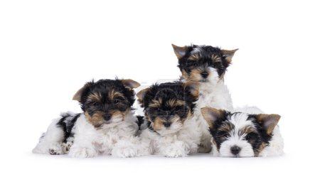 Litter of four Biewer Terrier dog puppies, sitting and laying together in a row. All looking towards camera. Isolated on a white background.