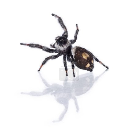 Nahaufnahme einer springenden Spinne alias Phidippius Regius Appelachicola, die nach oben kriecht. Isoliert auf weißem Hintergrund.