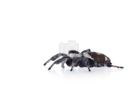 Nahaufnahme einer springenden Spinne alias Phidippius Regius Appelachicola, die seitlich läuft. isoliert auf weißem Hintergrund.