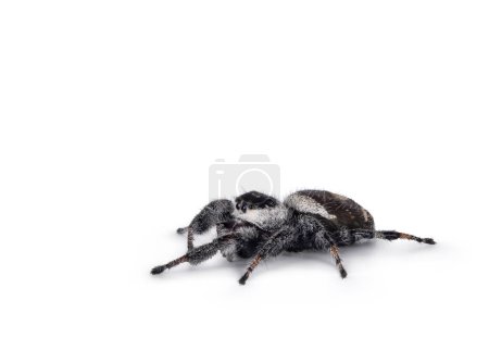 Nahaufnahme einer springenden Spinne alias Phidippius Regius Appelachicola, die seitlich steht. isoliert auf weißem Hintergrund.