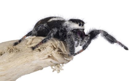 Nahaufnahme einer springenden Spinne alias Phidippius Regius Appelachicola, die seitlich auf Holz sitzt. Ein Bein ausgestreckt. Isoliert auf weißem Hintergrund.