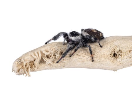 Nahaufnahme einer springenden Spinne alias Phidippius Regius Appelachicola, die seitlich auf Holz sitzt. Isoliert auf weißem Hintergrund.