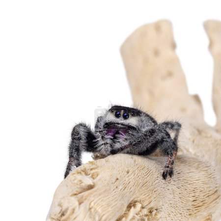 Close up op a jumping spider aka Phidippius Regius Appelachicola sitting facing front on wood. Isolated on a white background.