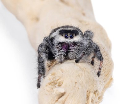 Close up op a jumping spider aka Phidippius Regius Appelachicola sitting facing front on wood. Isolated on a white background.